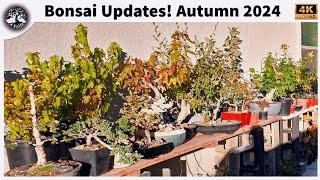 Bonsai Updates - Autumn 2024