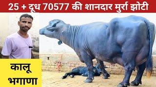 25 + दूध 70577 की शानदार मुर्रा झोटी , कालू भगाणा की मुर्रा भैंस ,