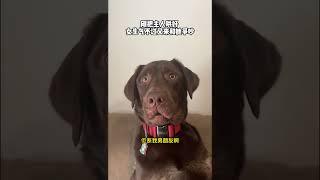 抚慰犬：那我将才做的算什么精神抚慰犬 狗子成精了 萌宠出道计划 治愈系 狗狗 @DOU+小助手