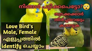 How to identify male and female in lovebirds (budgies) in malayalam | Love birds ലേ അണ് പെൺ തിരിച്ചറ