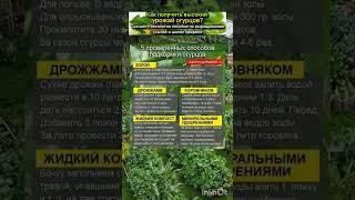 проверенные народные подкормки огурцов