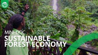 Sustainable Forest Economy: In Dominica, Nature Holds the Keys to a Resilient Future