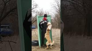 Бельгийская овчарка малинуа обнаружила нарушителя в укрытии #malinois  #dogtraining