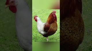 Garip hayvanlar #reklam #işbirliksiz #trending #lyrics #shorts #edit #reels #keşfet #hayvan #edit
