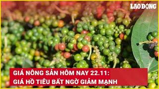 Giá nông sản hôm nay 22.11: Giá hồ tiêu bất ngờ giảm mạnh | Báo Lao Động