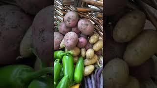 Harvest Time #harvesttime #harvest #harvesting #gardening #growfood #growyourownfood #tomatoharvest