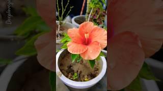 gardening ideas for home #garden #gardening #deeptiyadav #nature #hibiscus