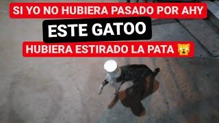 gato mete la CABEZA EN UNA LATA y casi Mu3r3 #josedejesusmx