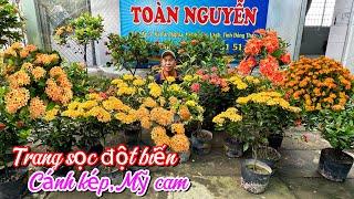 Bông trang sọc đột biến,cánh kép,Mỹ cam lùn lực..26/09 0966705151.Toàn-Nguyễn