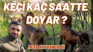 SÜT KEÇİSİ YAYLIMI KAÇ SAAT OLMALI ? | Meradan Doğru Faydalanma | Süt Keçisi Yetiştiriciliği