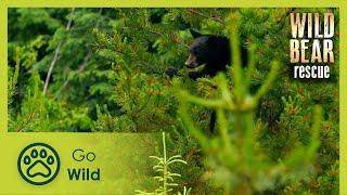 A Taste of Freedom | Wild Bear Rescue S01E02 | Go Wild