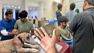 Lion Ny Sabtain Ko Hospital Pahuncha DiyaBht Buri Tariky Se Attack Kya