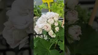 중국제라늄#달빛#11월 마지막 토요일 왠지 마음이 바빠집니다 백산원예 01031577737