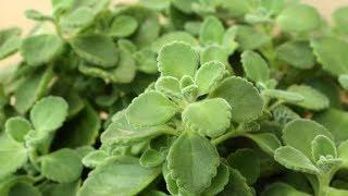 Ajwain Leaves |  Culinary And Medicinal Uses Of These Flavourful Leaves!