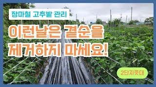 고추 지줏대  2단으로 분리하여 사용하면 편하고 실용적으로 활용할 수 있습니다