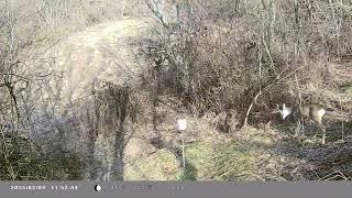 Deer in their natural habitat - unique moments
