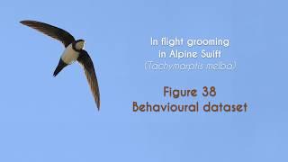 COMMON SWIFT - In flight grooming - FIGURE 38 : Alpine Swift - Behavioural dataset