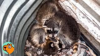 Baby Raccoons Crying In The Window Found A New Mom | Cuddle Buddies