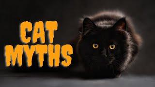 14 Common Cat Myths We Need to Stop Believing