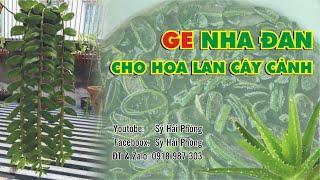 Cách làm GE Nha Đam để tưới cho Lan