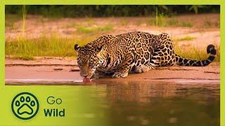 Labyrinth of Lakes - Brazil: A Natural History 3/5 - Go Wild