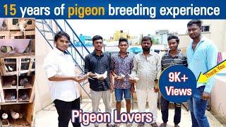 15 years of pigeon breeding experience |Dreamer Paul Vlog | Tamil