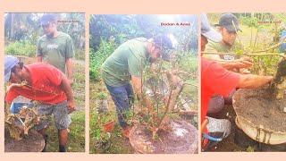 Repot and Cutback/Bonsai/DeckanAnna