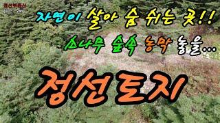 자연이 살아 숨 쉬는 곳! 소나무 숲속 농막 놓을 정선토지 / 정선토지박사