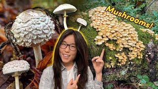 Wild Mushroom Adventures! We find edibles too 