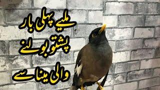 Amazing Bird Pashto Speaking | Pashto Bolne Wali Myna