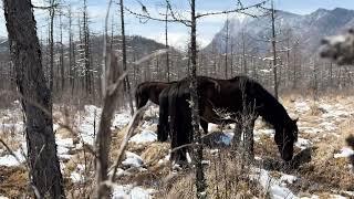 Настоящая Сибирь