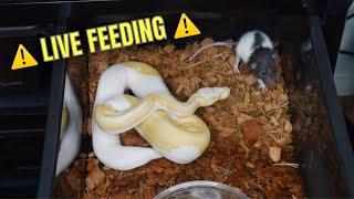 Ball Python Live FEEDING! | Episode 1