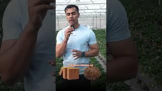 Strawberry farming, Soil vs Soil Less | Agritalk by Abhinav Roy | #shorts