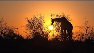 A full day of SELF-DRIVE SAFARI (English, 4K) in Kruger National Park