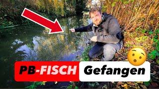 GREWALD ERSTAUNT: Kann das sein - MEERES-FISCHE jetzt bei UNS IM FLUSS ?