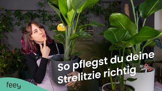 Strelitzie (Paradiesvogelblume) richtig pflegen – der komplette Guide  | feey Pflanzenlexikon