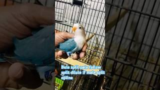 Quality always speak Bule split pale fellow split dilute if male split opline#lovebirds #onemillion