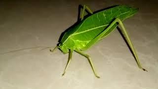 Grasshopper video, oriya meaning jhintikaa (ଝିଣ୍ଟିକା)