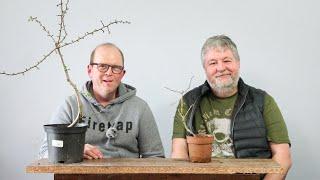 Doing some bonsai with Jason Hanrahan - The Bonsai Garden