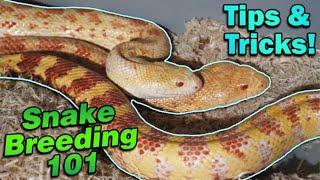 Snake Breeding Part 4: How to Pair Snakes!