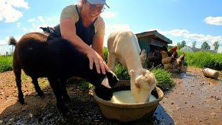 Drying Off Goats & Experimenting With Raw Milk Yogurt | Dairy Goat VLOG