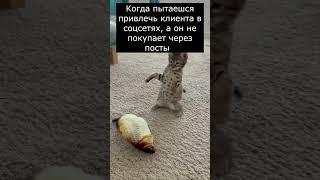 Когда пытаешься привлечь клиента в соцсетях, а он не покупает через посты