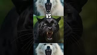 Which Animal Would Win in These Epic Battles?