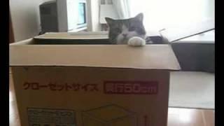 a funny cat playing with a big box - 大きな箱とねこ。