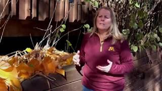 UMN Extension Fall Cleanup for Pollinators
