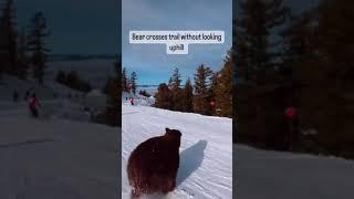 Medved na skijalištu - Bear on the ski resort!