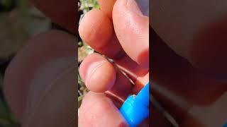 Fresh Borage Plant Spring Seed Harvest And Planting For Cross Pollination. #seedsowing
