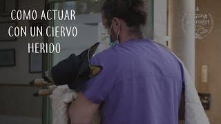 Atropellan un corzo y lo dejan tirado en la carretera | @reservawildforest