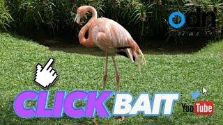 Flamingo gets prosthetic leg