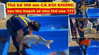 Thả bể 100 em CÁ KOI KHỦNG sau thu hoạch tại Nagoshi Koi Farm